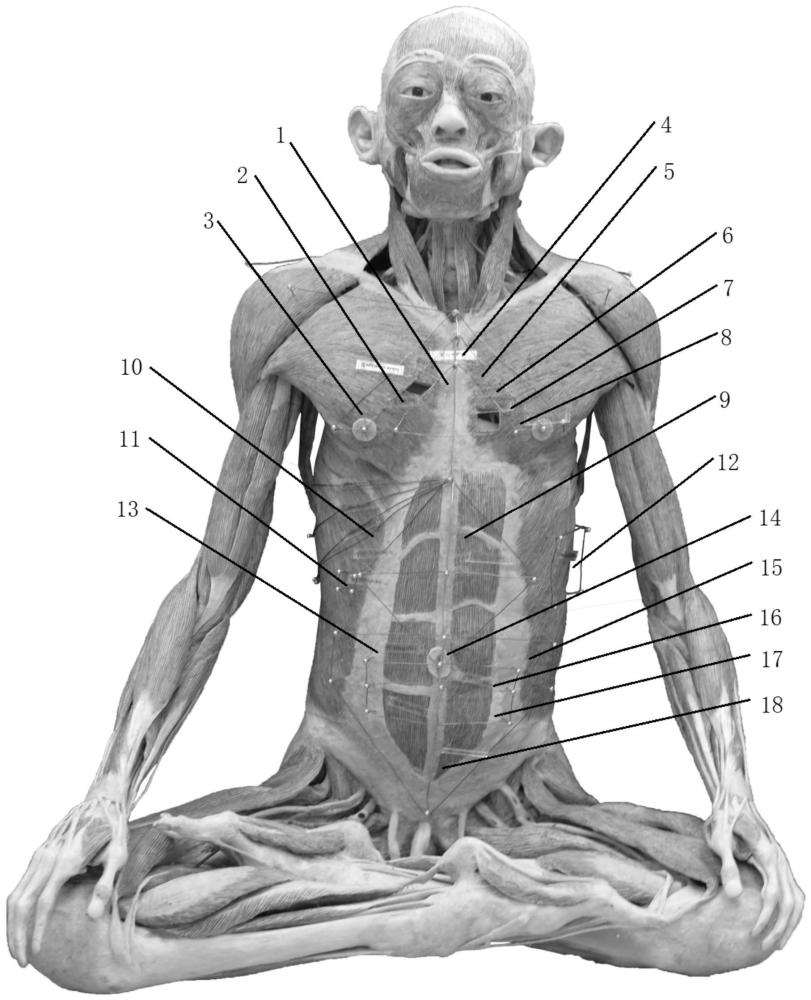 一种藏医解剖学标本体表厘定的方法与流程