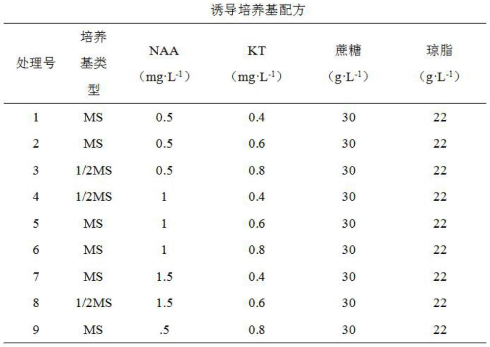 野牛草于机场草坪应用方法