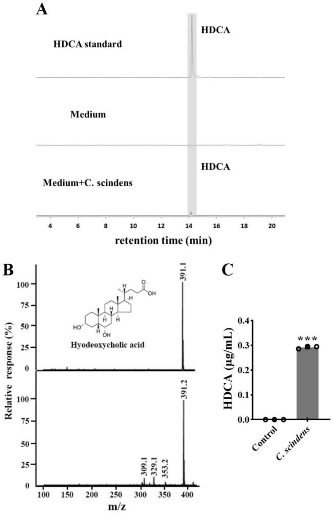 Clostridium scindens ATCC 35704制备HDCA的用途