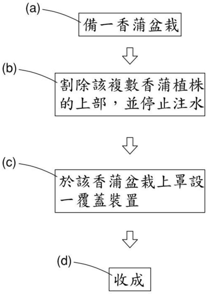 一种香蒲盆栽的种植方法及其结构与流程