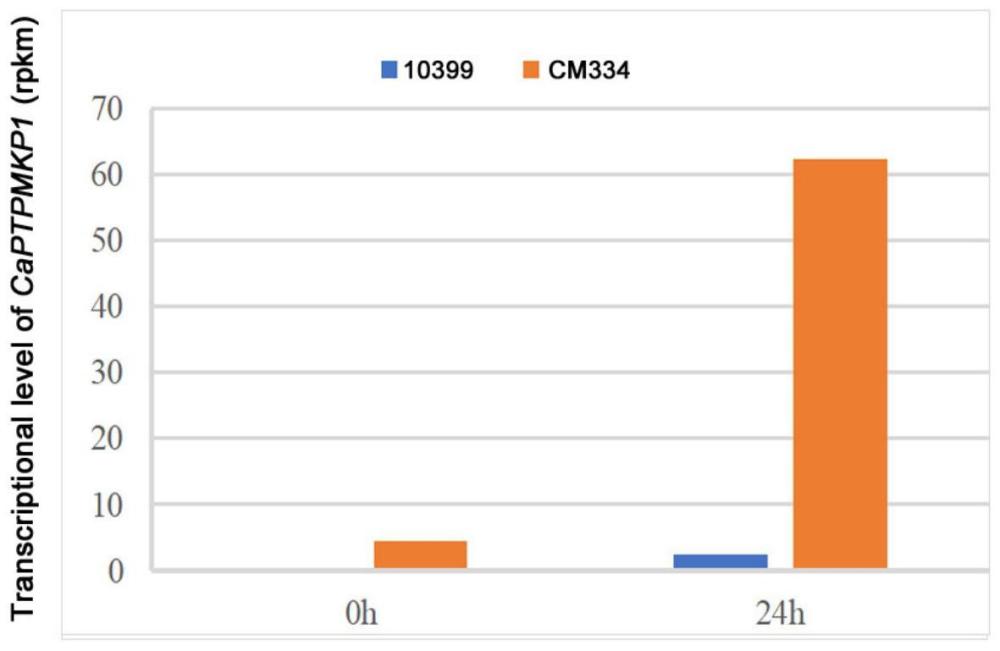 CaPTPMKP1基因对瓜类疫霉和辣椒疫霉的抗性及应用