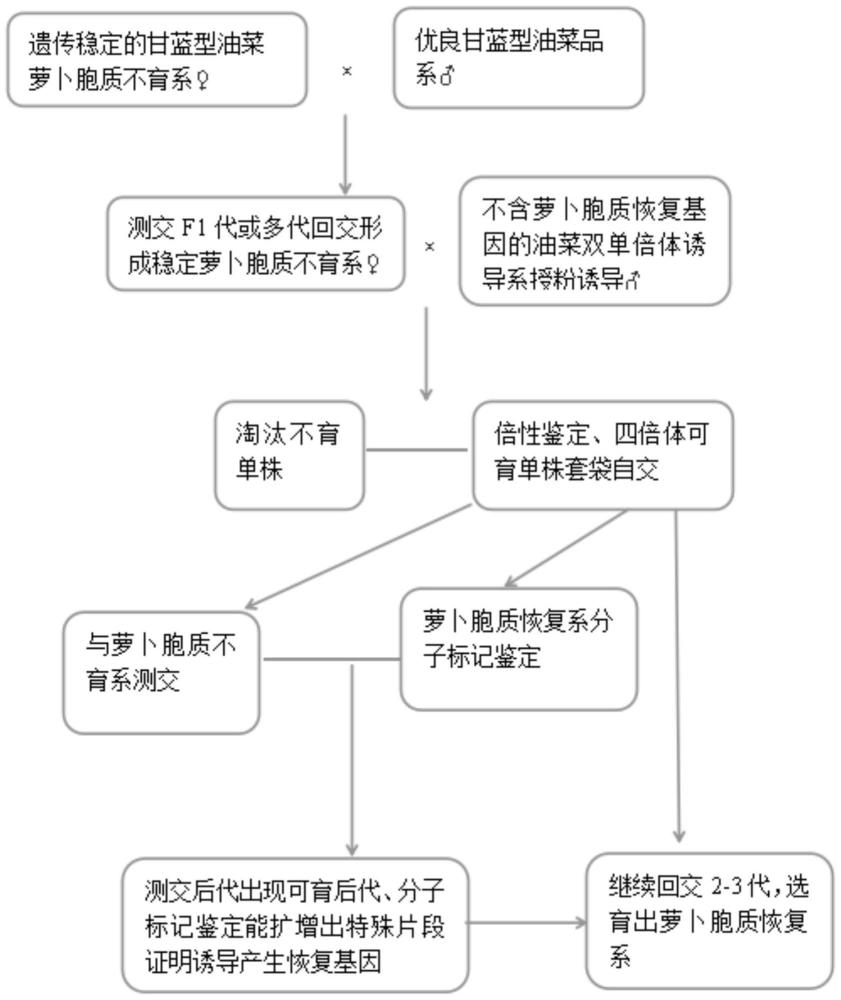 不依赖恢复源的甘蓝型油菜萝卜胞质恢复系的选育方法