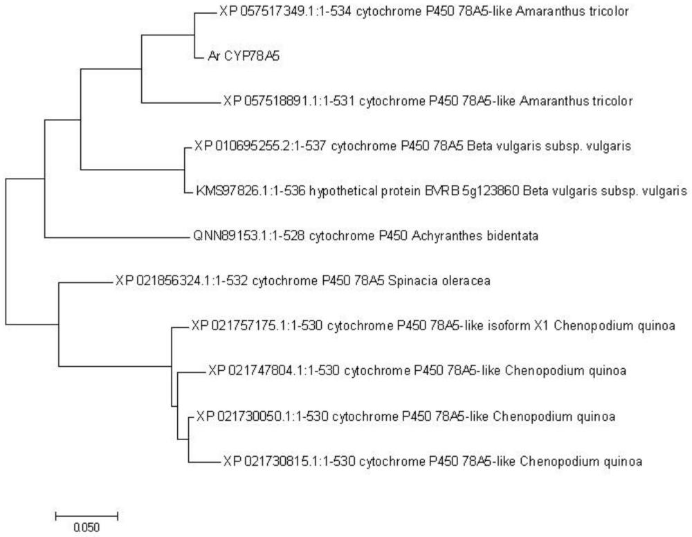 反枝苋CYP78A5基因及其应用