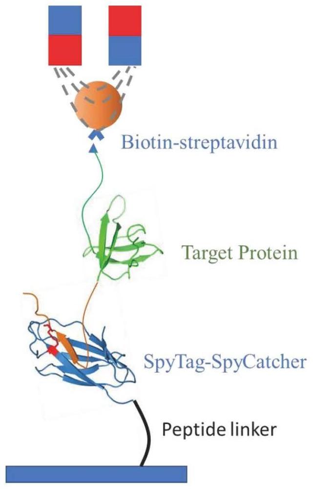 一种N端带有柔性多肽链的蛋白质及其制备方法和应用与流程