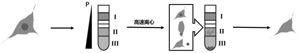 一种去核间充质干细胞及其制备方法和应用