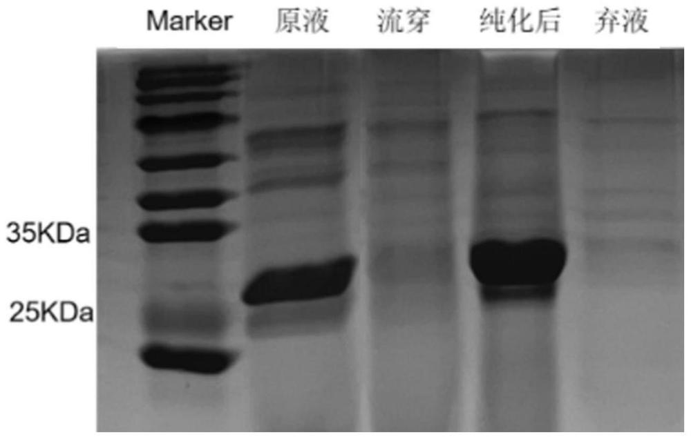 一种鸭圆环病毒亚单位疫苗及其制备方法和应用与流程