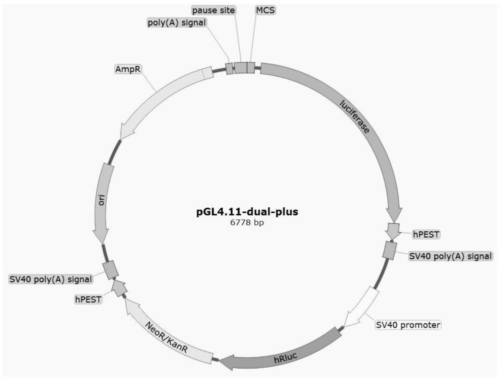 一种低噪音双元荧光素酶载体构建方法与应用与流程