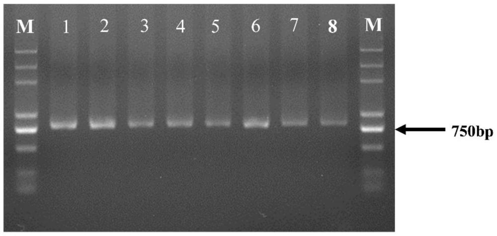 分子标记g.15255 T＞C在湖羊分子标记辅助育种中的应用的制作方法