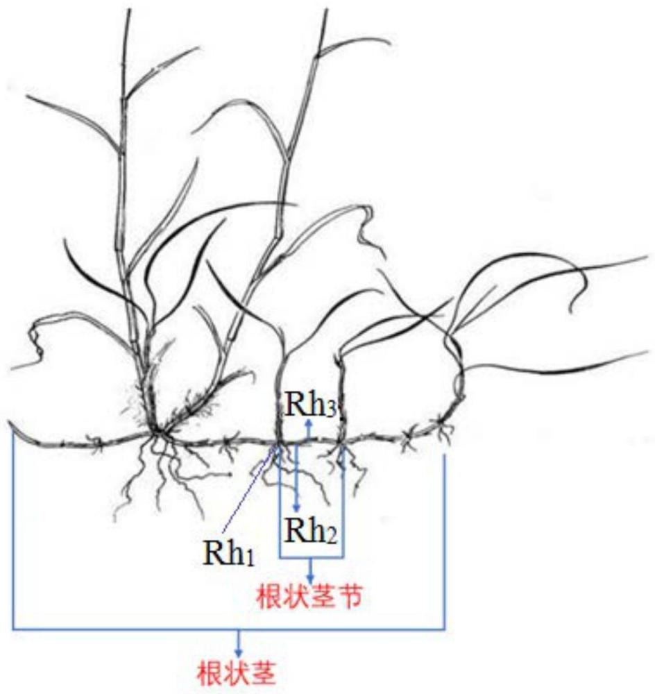 一种测定根茎型克隆植物根状茎茎壁厚度和体积的方法