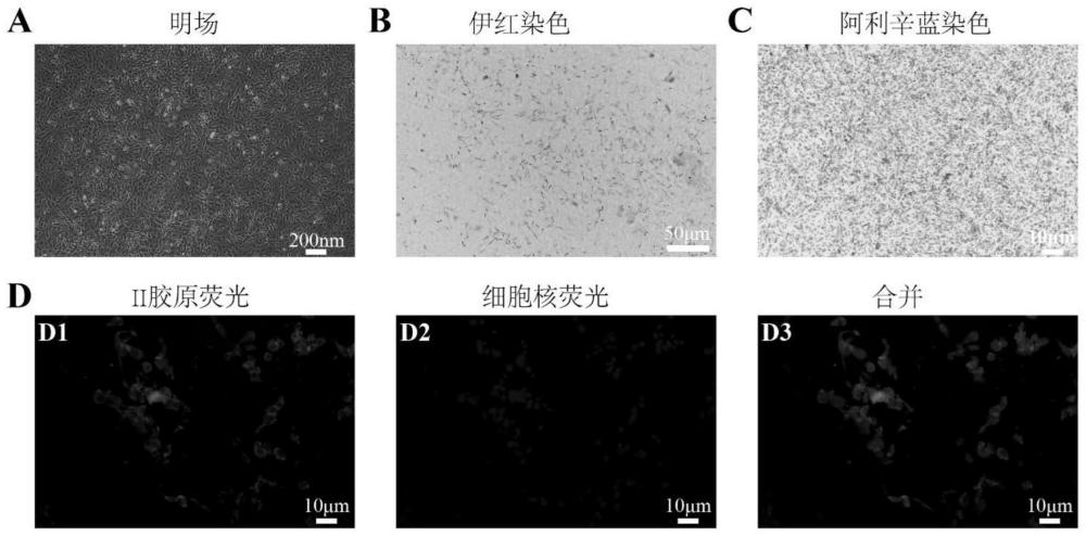 用于软骨修复的组合物及其制备方法以及软骨细胞凋亡囊泡在制备软骨修复药物中的用途与流程