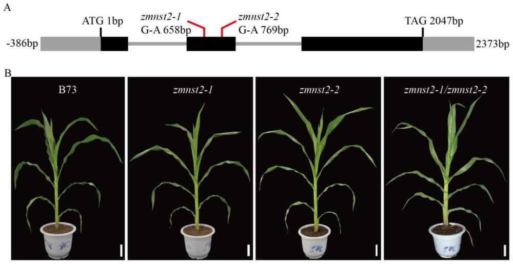 一种ZmNST2的突变基因及其突变体在玉米秸秆发酵生产生物乙醇中的应用