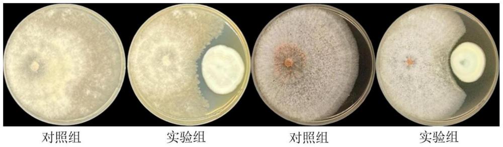 生防菌黄暗青霉（Penicillium citreonigrum）JSNL-B16、生防菌剂及其制备方法和应用