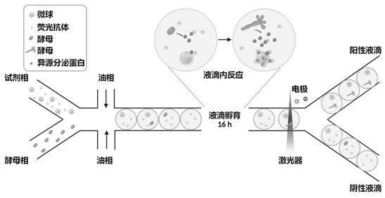 一种高通量筛选和分析酵母单细胞的方法与流程