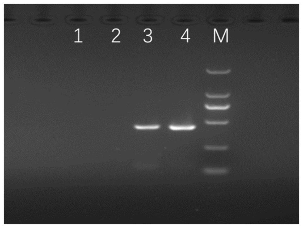 一种利用OTARMS系统特异性扩增靶标基因的引物对和方法与流程