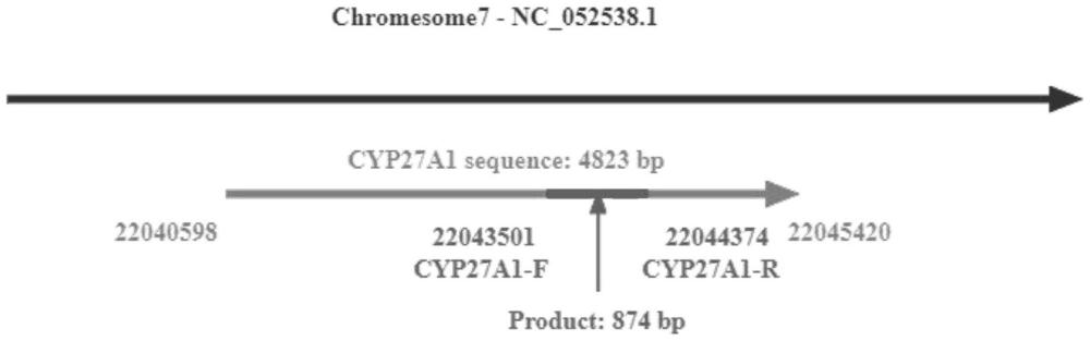 与鸡屠体性状相关的CYP27A1单核苷酸多态性分子标记及应用