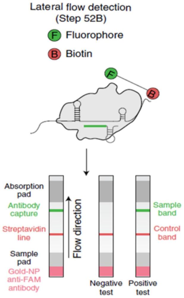 基于CRISPR/Cas13a的IHHNV的检测试纸条及其制备方法与流程