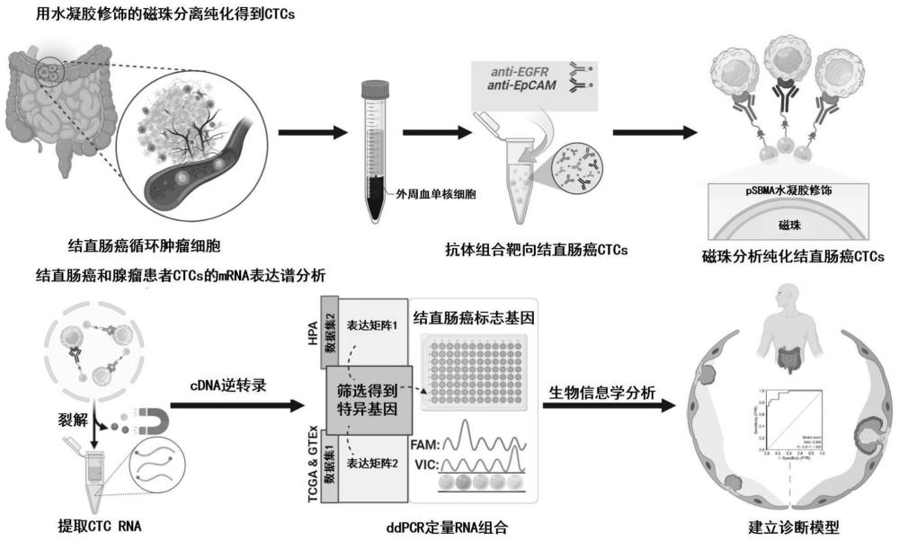 一种结直肠癌的诊断生物标志物及检测方法