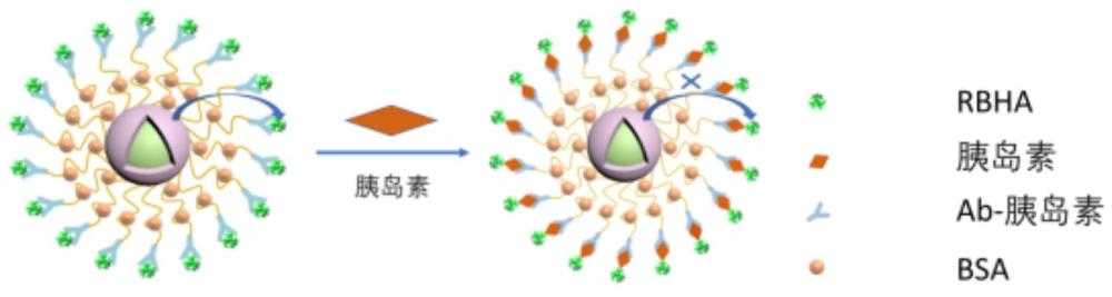 复合纳米粒子及其制备方法和应用、包含复合纳米粒子的试剂盒、利用复合纳米粒子进行胰岛素示踪的方法与流程