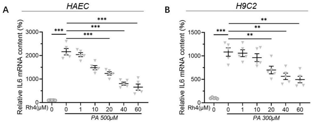 人参皂苷Rh4激活AMPK靶点在制备改善心血管药物中的应用