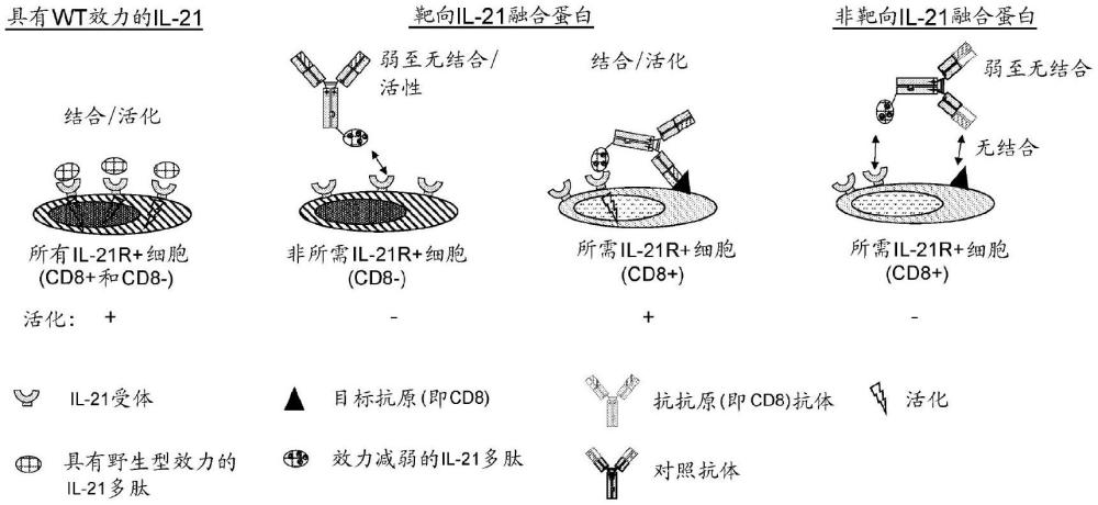 IL-21多肽和靶向构建体的制作方法