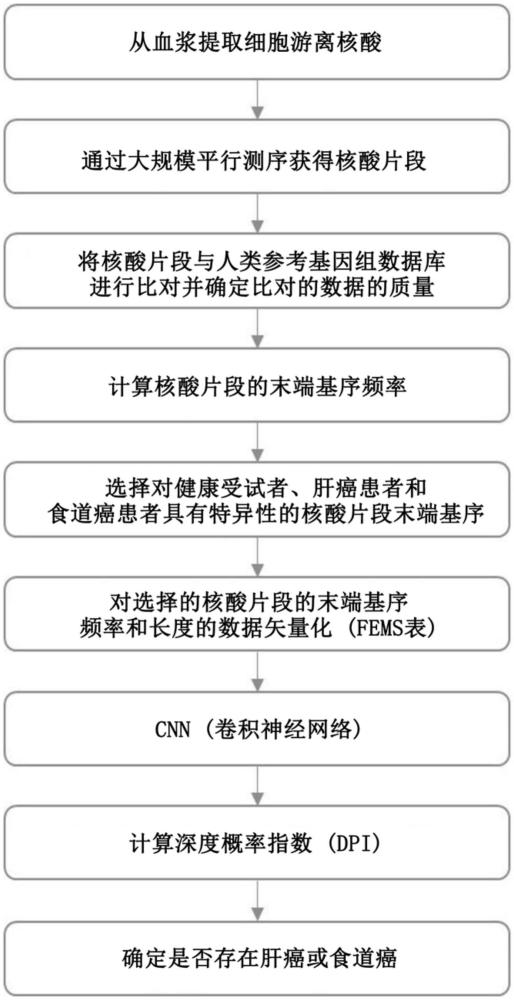 使用细胞游离核酸片段的末端序列基序频率和大小诊断癌症和预测癌症类型的方法与流程