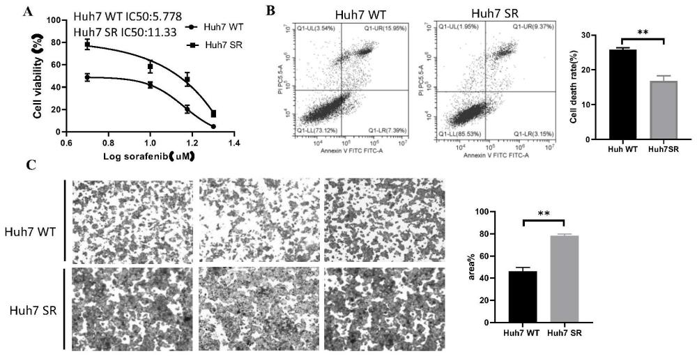 脂肪酸转位酶CD36在预测和治疗肝癌索拉非尼耐药中的应用