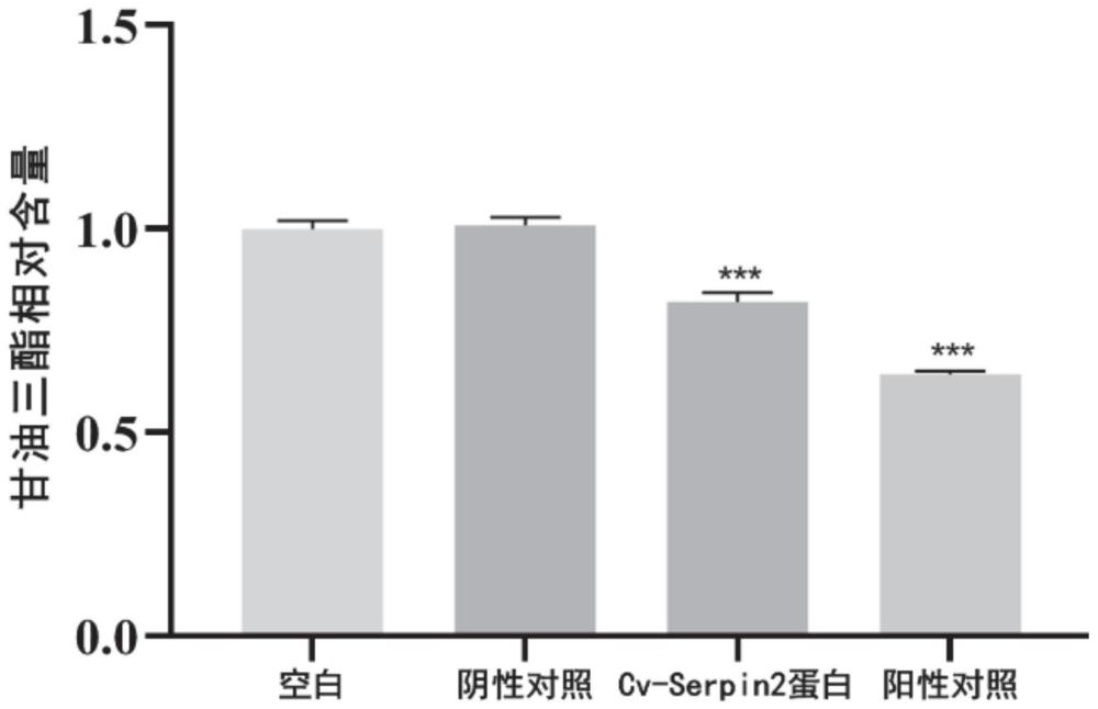 菜蛾盘绒茧蜂畸形细胞丝氨酸蛋白酶抑制剂Cv-serpin2