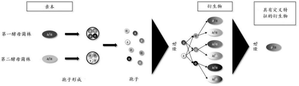 用于乙醇生产的酵母菌株的开发的制作方法