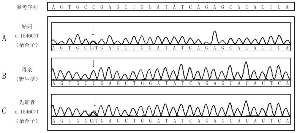 检测马凡综合征的引物、基因突变体、突变体蛋白、试剂及应用的制作方法
