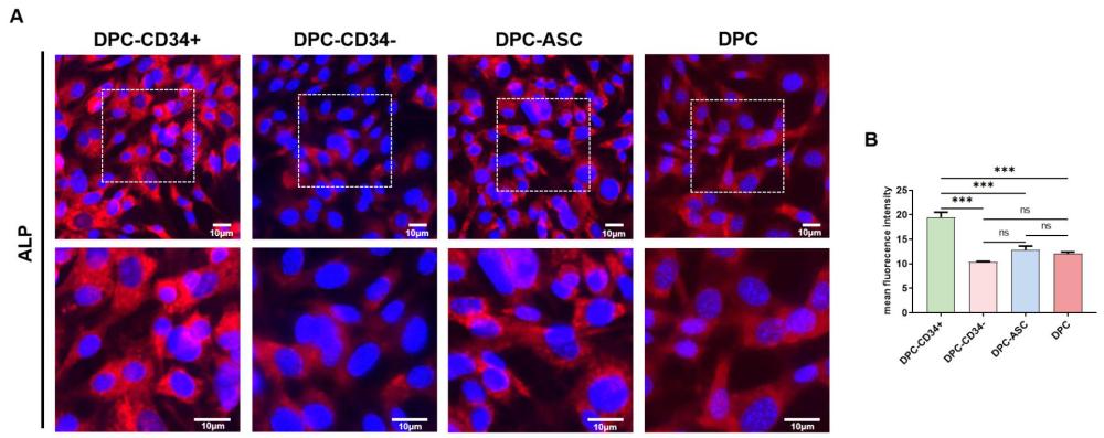 Ter119-CD31-CD45-CD34+在制备促进毛囊毛乳头细胞增殖中的应用