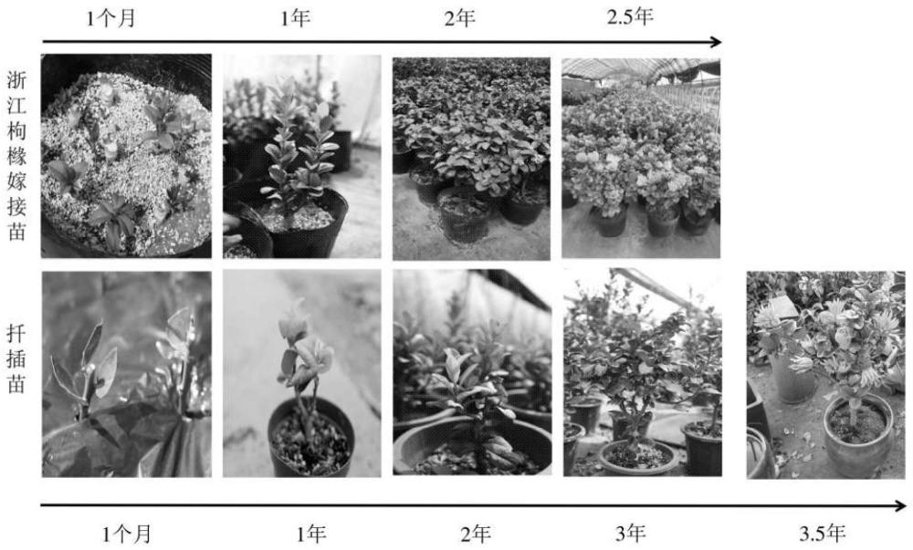 一种抗干指的佛手种苗快速培育方法与流程