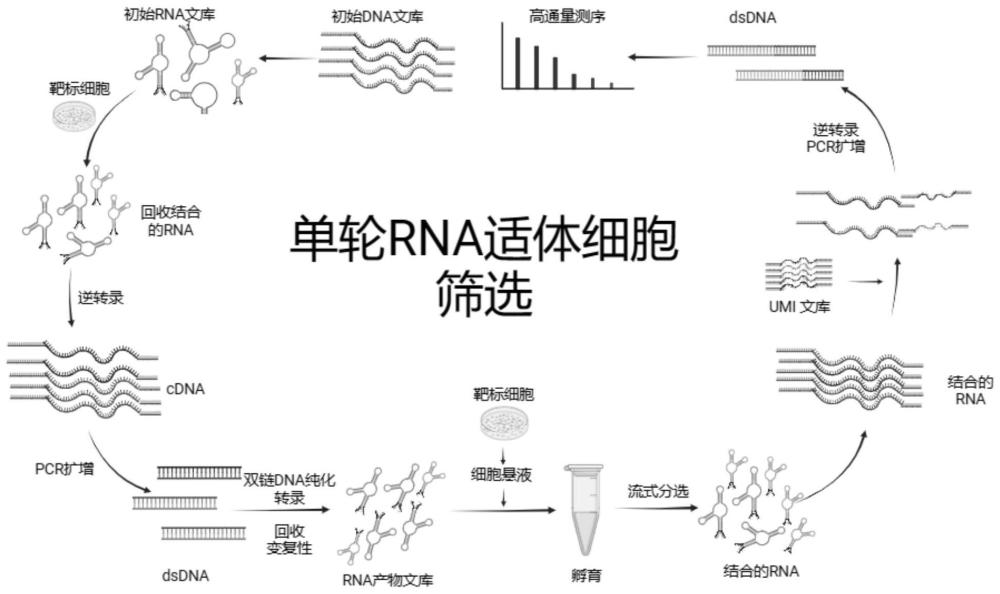 用于识别并结合人结直肠癌细胞的RNA核酸适体及其应用