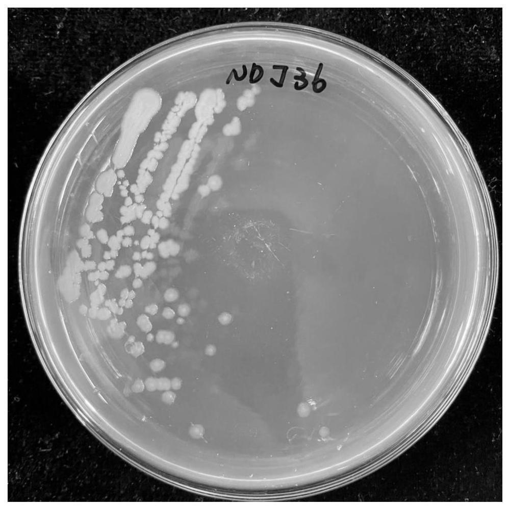 一种芽孢杆菌属Neobacillus mesonae FJAT-13985 NDJ36及其应用