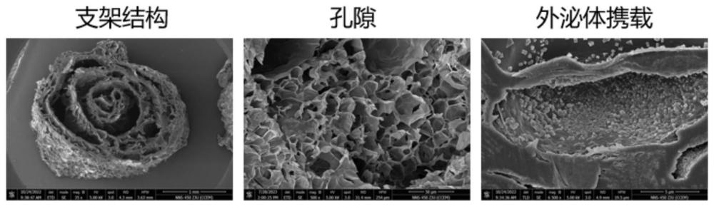 一种携载外泌体的卷形肽梯度支架的制备方法及其产品和应用