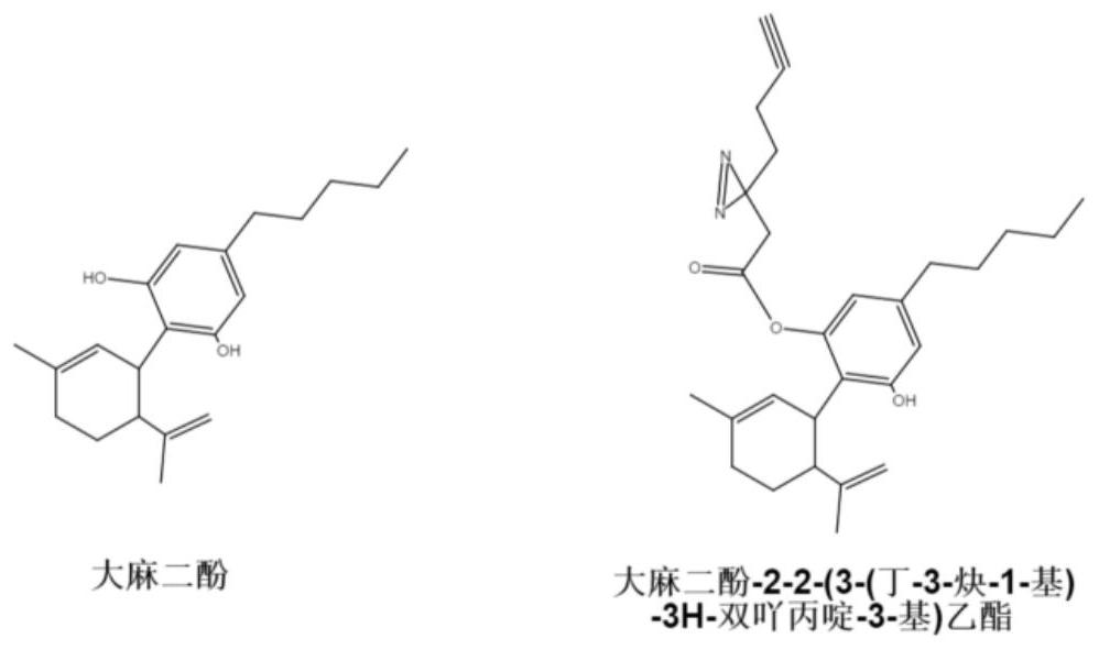 大麻二酚-2-2-(3-(丁-3-炔-1-基)-3H-双吖丙啶-3-基)乙酯作为大麻二酚探针分子及其应用