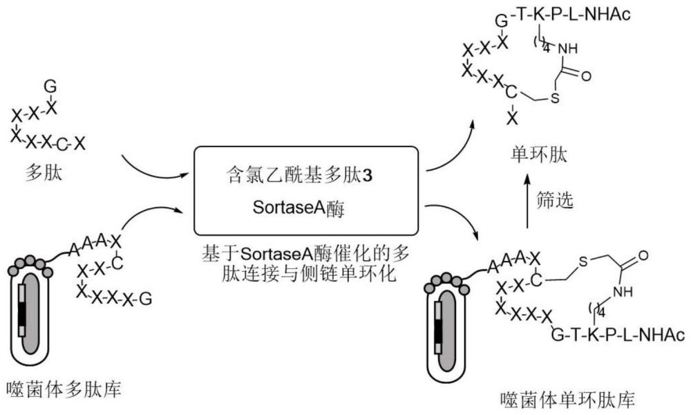 一种连接酶催化的多肽环化方法及在噬菌体展示肽库中的应用