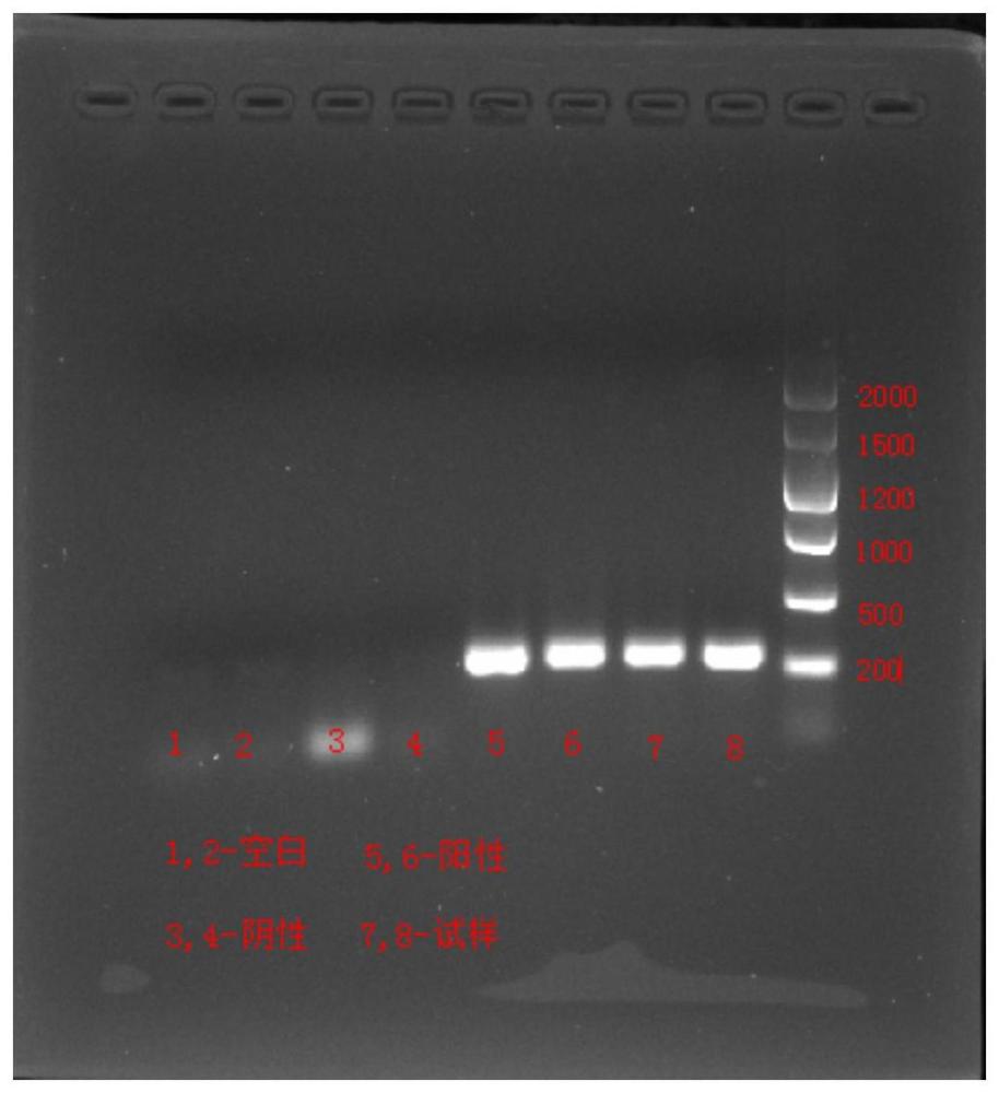 一种改进食品及饲料中鸭源性成分检测的PCR方法与流程