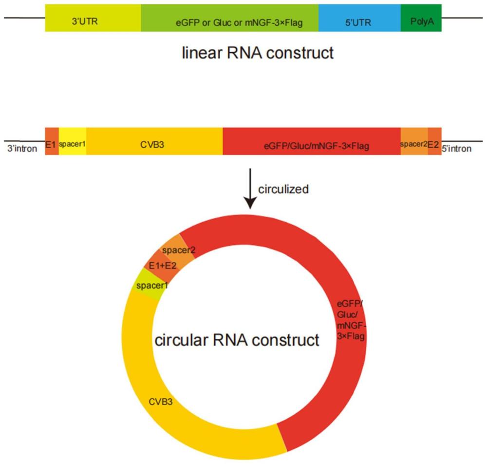 一种编码NGF蛋白的工程化circRNA、药物组合物及其制备方法和应用