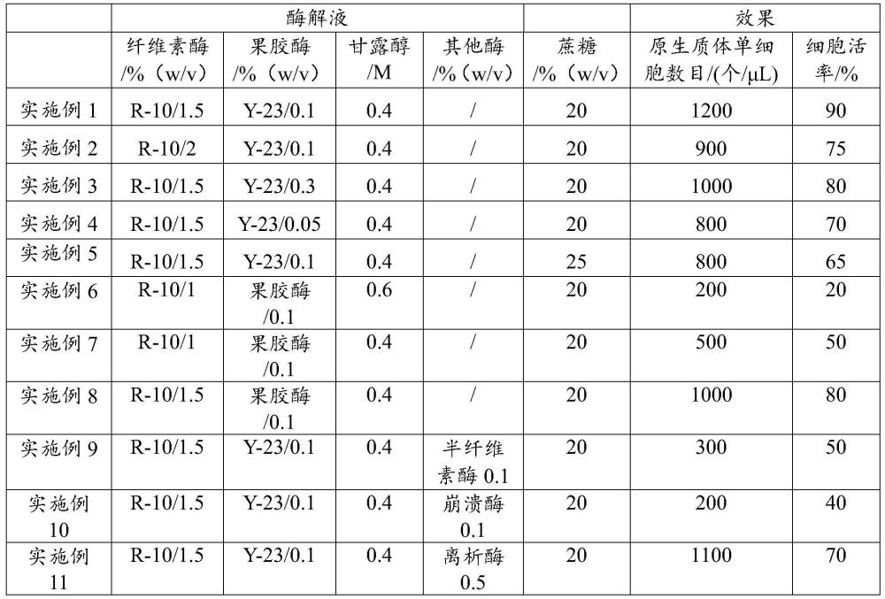 一种用于小麦原生质体分离的酶解液及分离方法和应用与流程