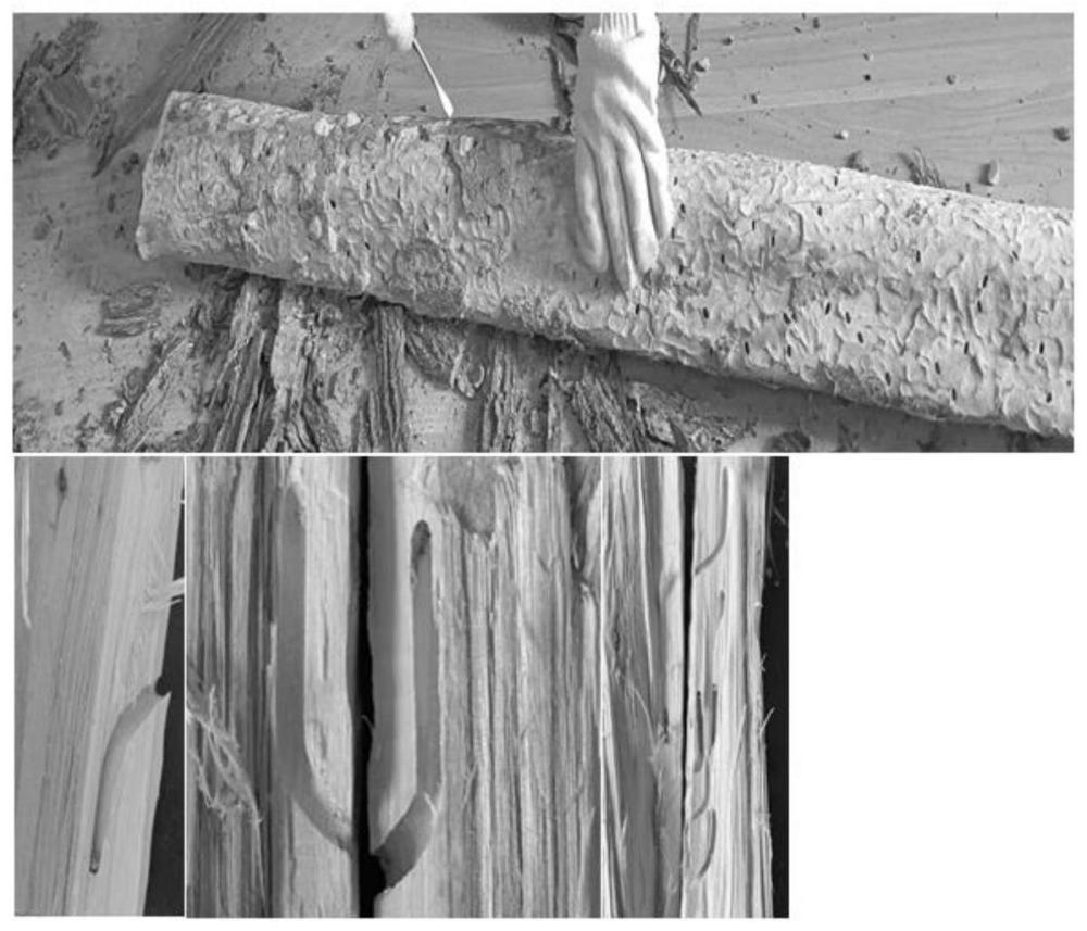 一种利用CT图像建立天牛类害虫蛀道三维模型的方法
