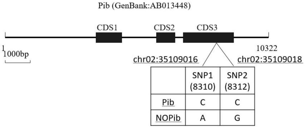 一种水稻稻瘟病抗性基因Pib的SNP分子标记及引物组和应用的制作方法