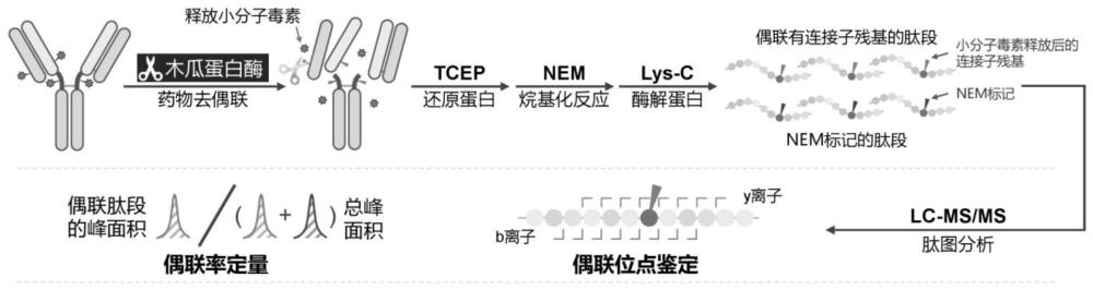 一种抗体药物偶联物的偶联位点分析的方法与流程