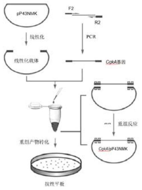 一种胞外分泌表达κ-卡拉胶酶的重组枯草芽孢杆菌的制作方法