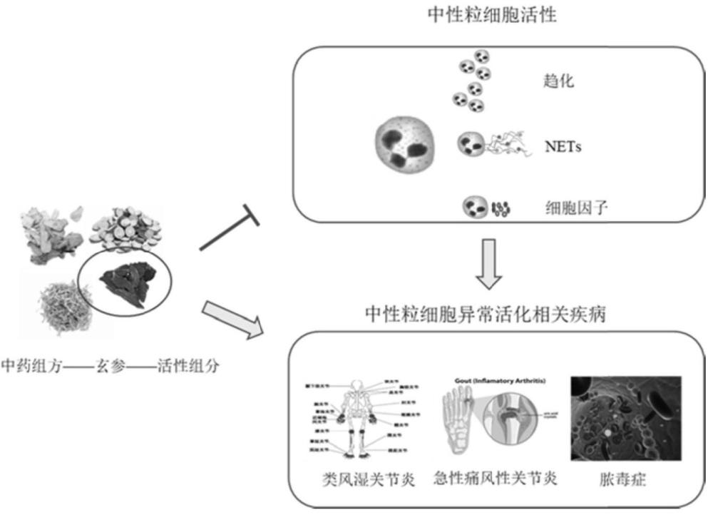 含玄参或其提取物的药物组合物及其用途