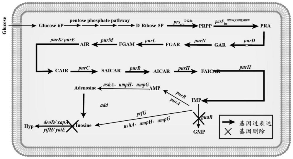 一种用于生产肌苷的基因工程菌及其构建方法与应用与流程
