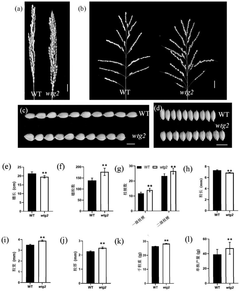 水稻WTG2基因的应用
