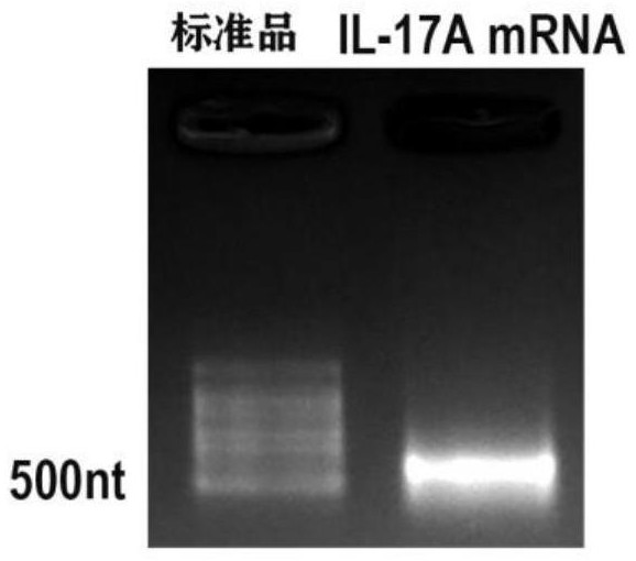 IL-17A mRNA、TLSV纳米粒/IL-17A mRNA复合物在制备预防或治疗肿瘤的药物中的用途