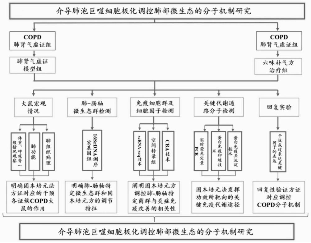 一种慢阻肺炎症大鼠模型的建立方法及其应用