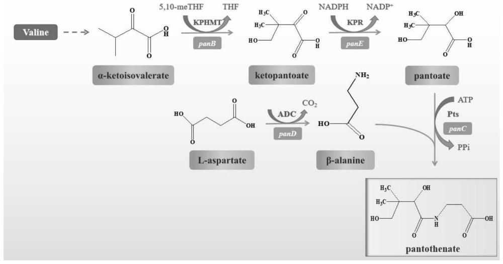 酮泛解酸羟甲基转移酶突变体、编码基因及应用