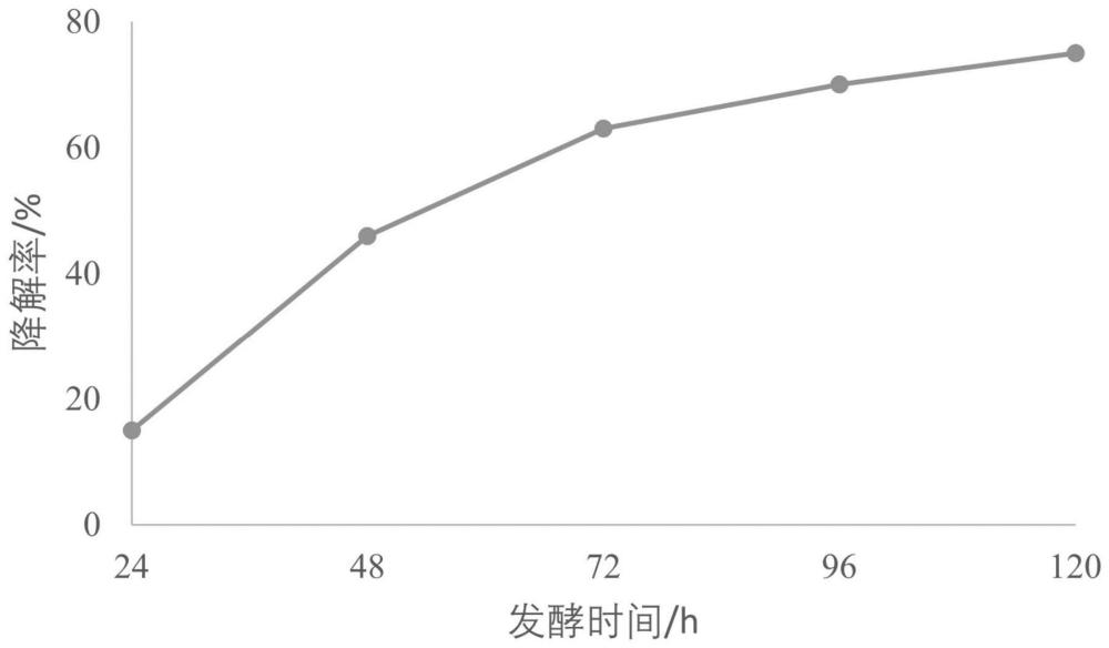 一种类芽孢杆菌降解AFB1的应用